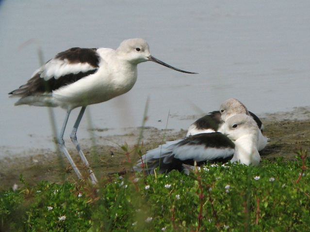 American Avocets